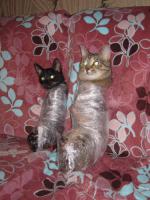 post-116759-082776800 1420808356_thumb.jpg