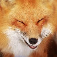 sarasm_fox.jpg