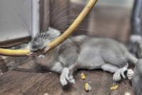 post-60985-016532100 1354523314_thumb.jpg