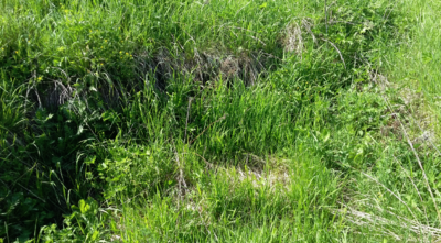 image.thumb.png.b2548920bf7c984ccf0d699f4189d411.png