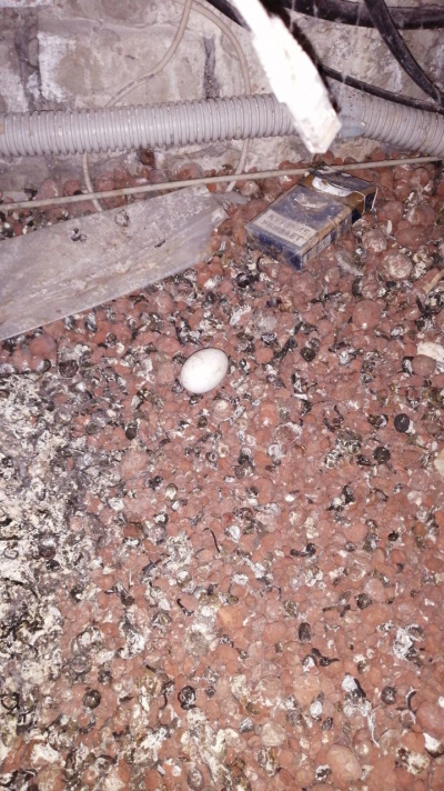 Чердачные встречи, симбиоз