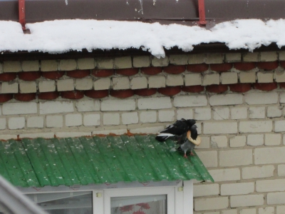 Кабели, чердак и голуби