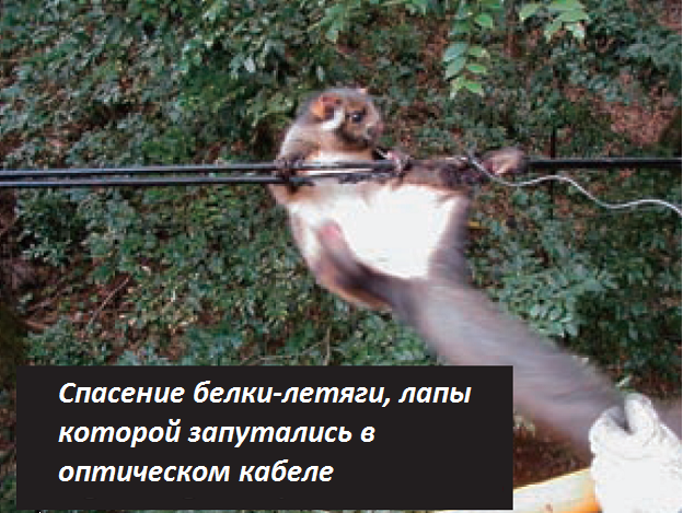 Десять возможных причин повреждения оптического кабеля