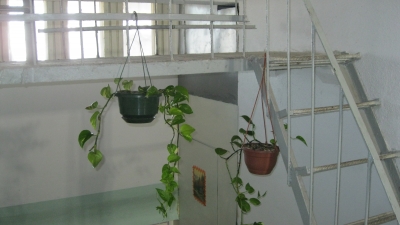 Картины и цветы в подъездах