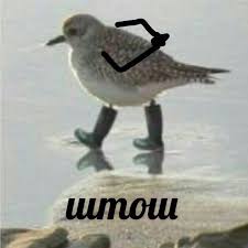 Проектирование Mesh-сетей