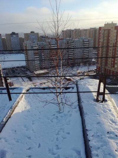 И на железобетонных крышах растут деревья
