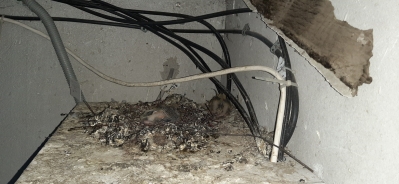 Чердачные встречи, симбиоз