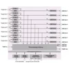 Приемник цифровой SD/HD 8-и тюнерный DVB-S/S2 PBI DXP-3800D
